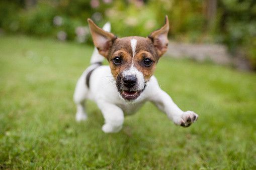 駆け寄る子犬