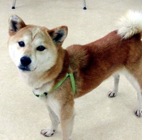 お見合いしたときの柴犬のリリコちゃん