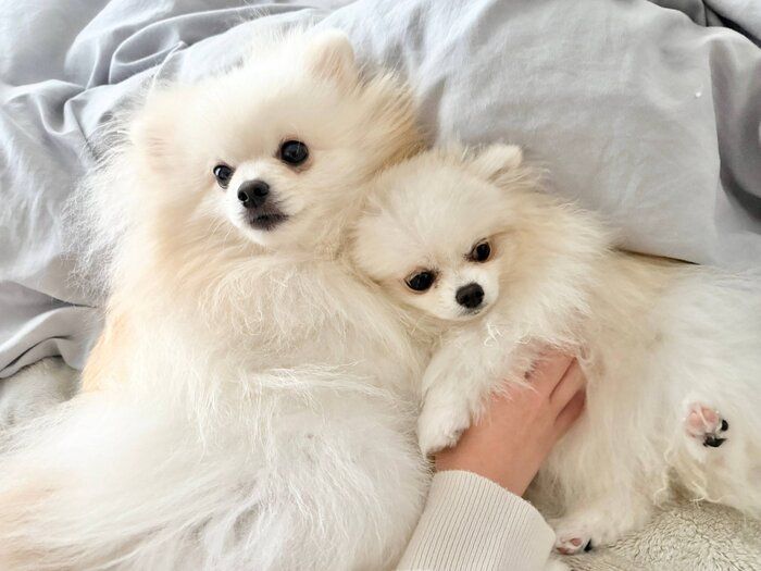 くっつくももちゃん、ななちゃん