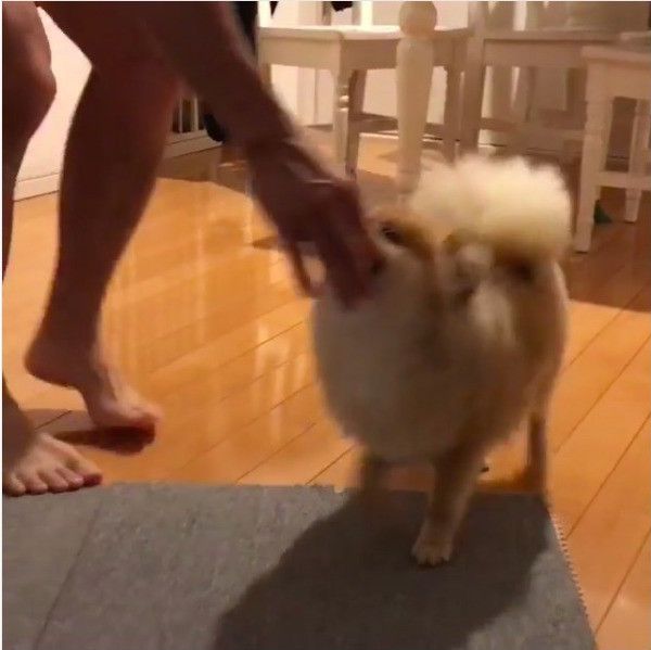 ポメラニアン