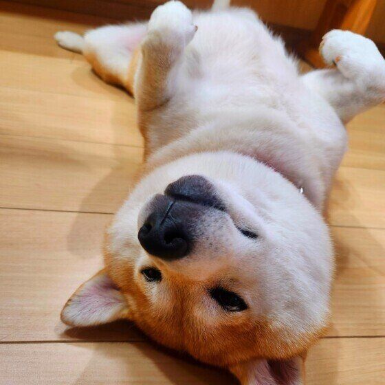 マッサージしてもらえるのを待っている柴犬