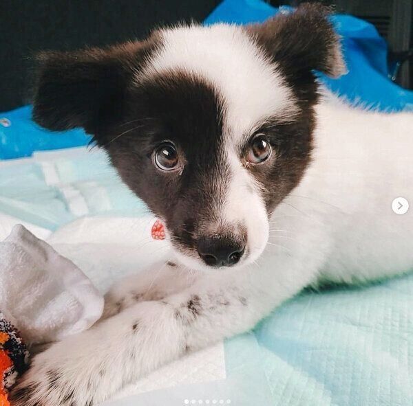 子犬の頃のりんちゃん