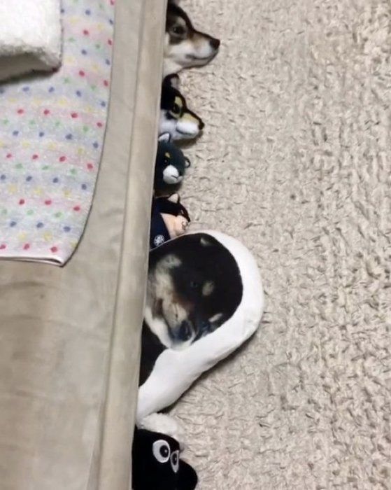ざこ寝する豆柴