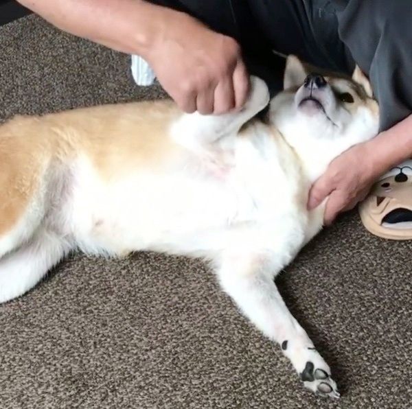 横になる柴犬