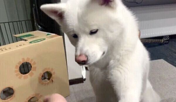お手をするもんたろうくん