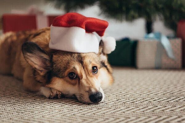 見つめる犬