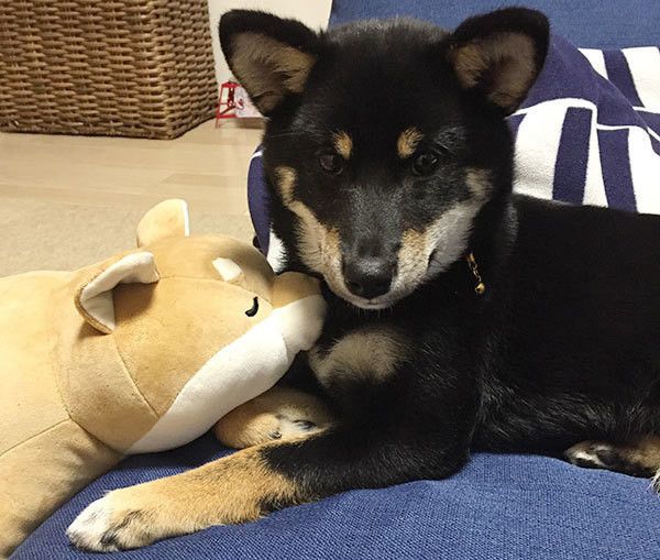 見つめる柴犬