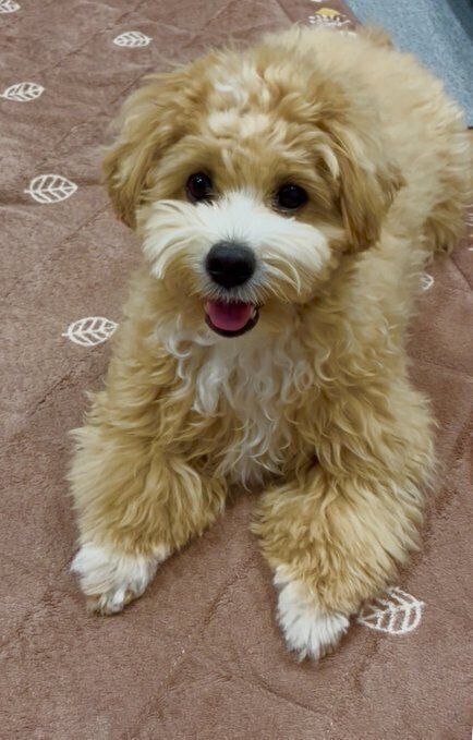 生後8カ月の犬