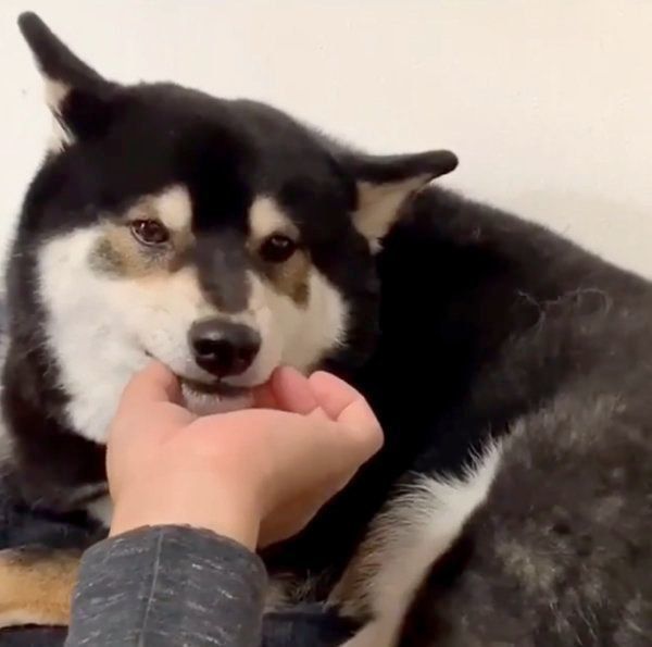 飼い主さんのニオイが好きな柴犬