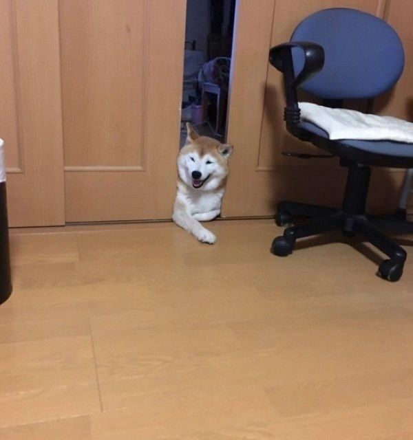 微笑む柴犬