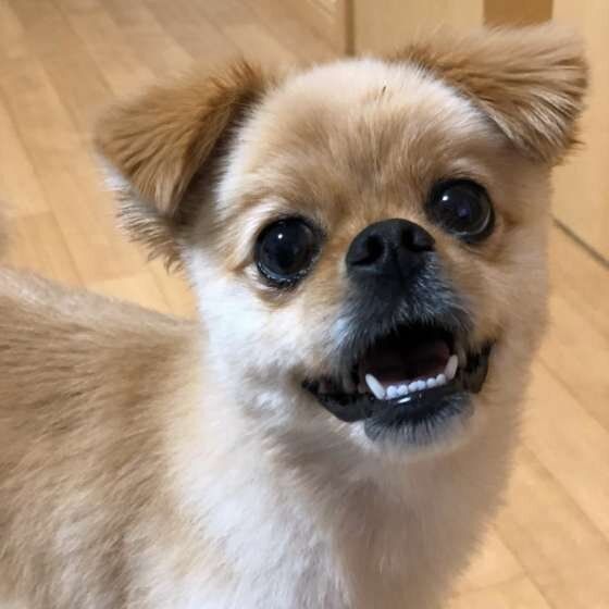笑顔のMix犬