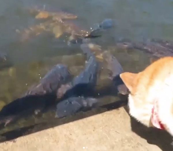 池の鯉にビビる柴犬