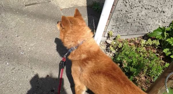 散歩する犬