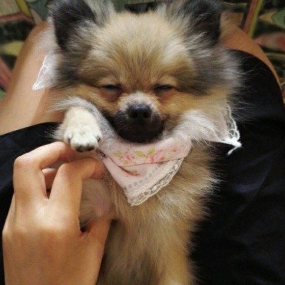 ポメラニアン