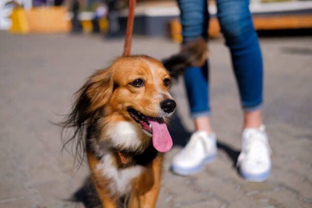 女性は犬と一緒に歩いている。夏の街の通りで面白いスパニエルマット