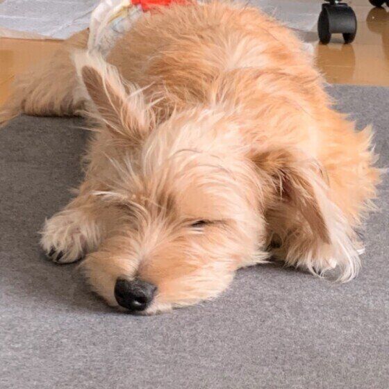 眠る犬