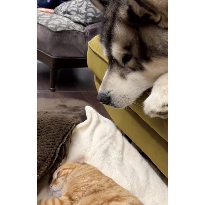 アルくんの鼻息に耳がピクッとなるモルトくん