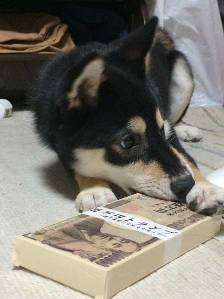 お金のおもちゃに夢中、柴犬のりん
