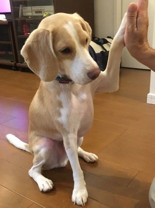 ビーグル