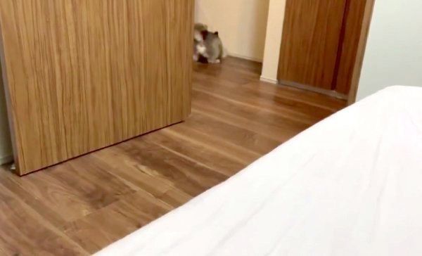 「モンスターボール」で遊ぶたろ吉ちゃん