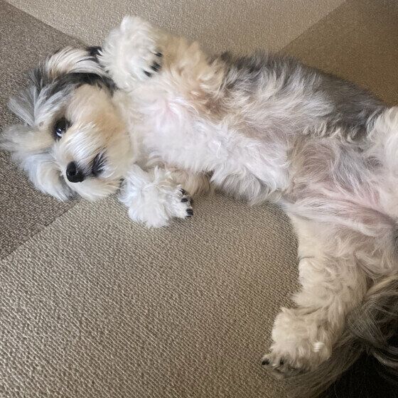 おなかを見せる小型Mix犬