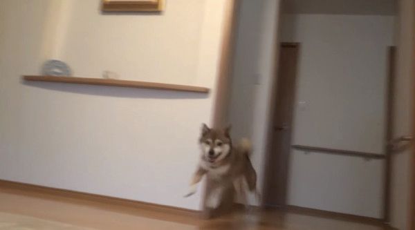 駆け回る柴犬
