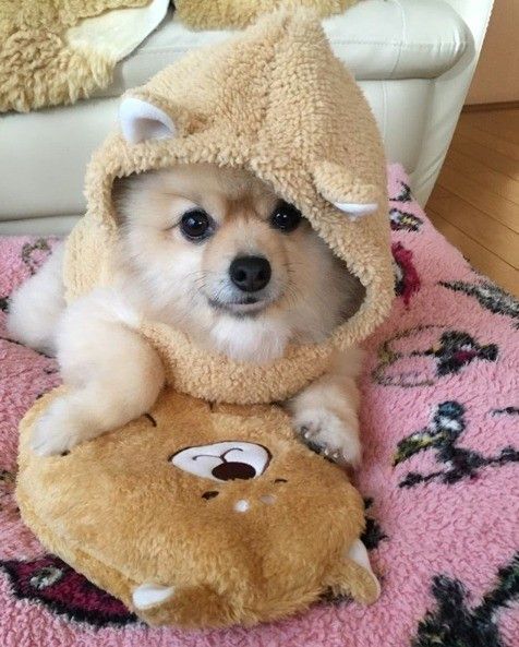 柴犬湯たんぽとポメラニアン