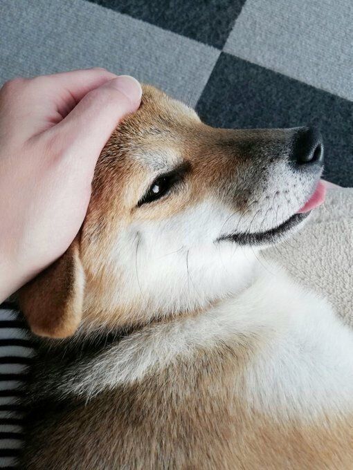 ことねちゃん