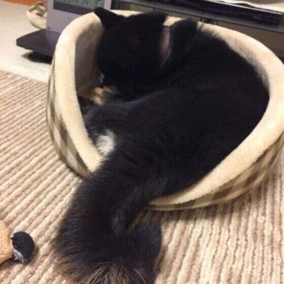 黒柴の尻尾