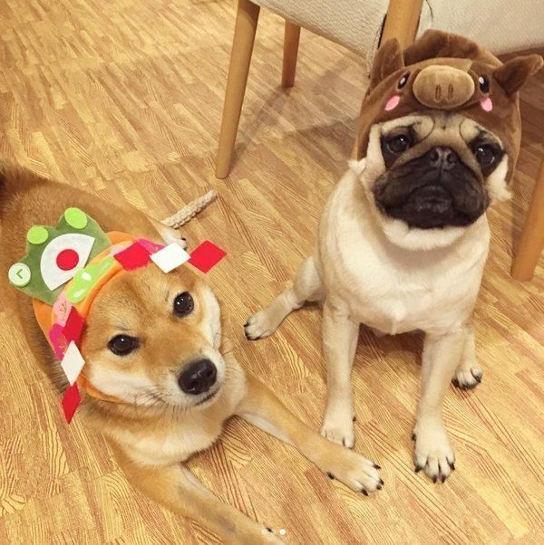 3COINSのかぶりものをかぶる柴犬とパグ