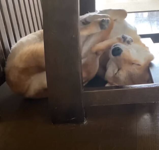 丸まって眠る柴犬