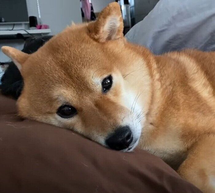 眠い犬
