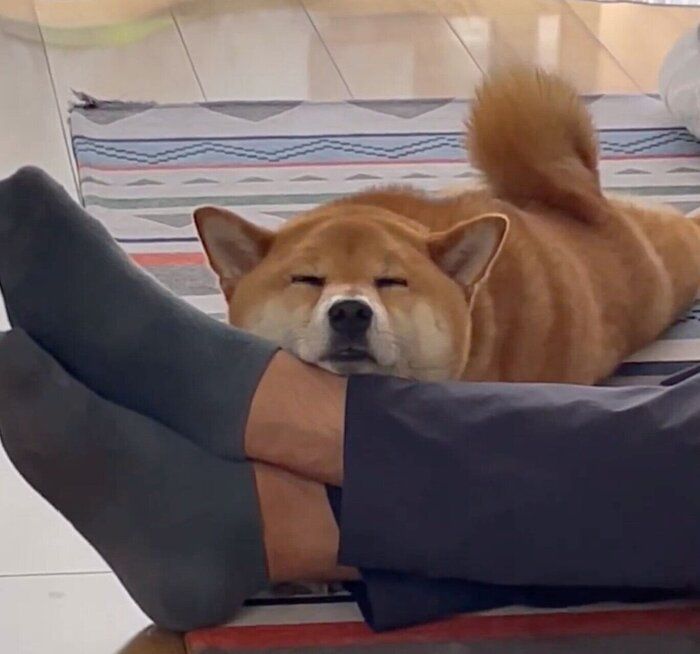 甘えモードのおだしくん