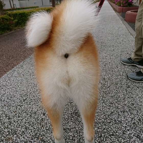 おしりを見せる秋田犬