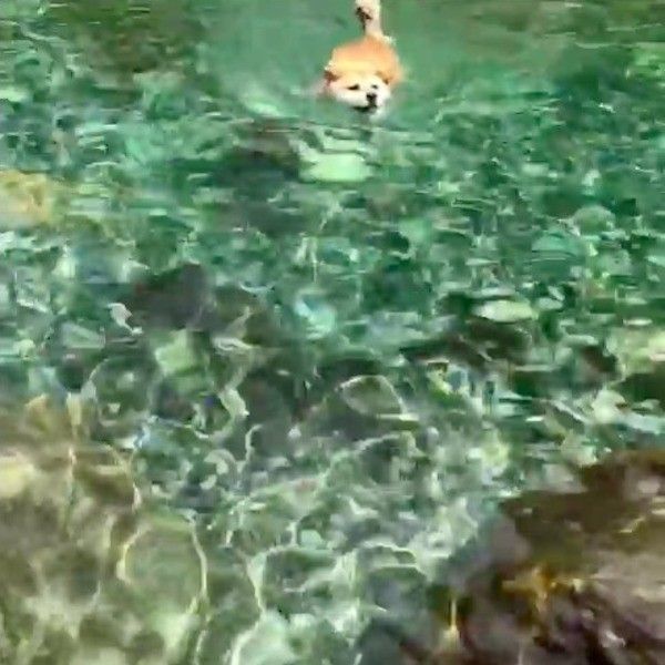困り顔ワンコ