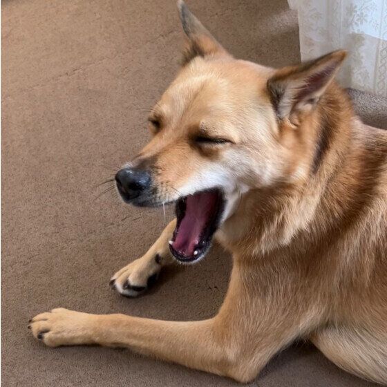 あくびをする犬