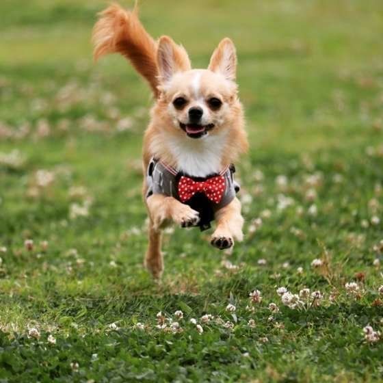 走る犬