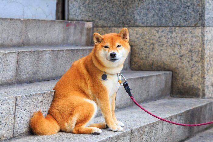 階段の上に座る犬