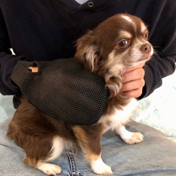 チワワ