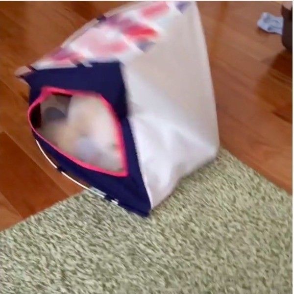 トイ・プードル