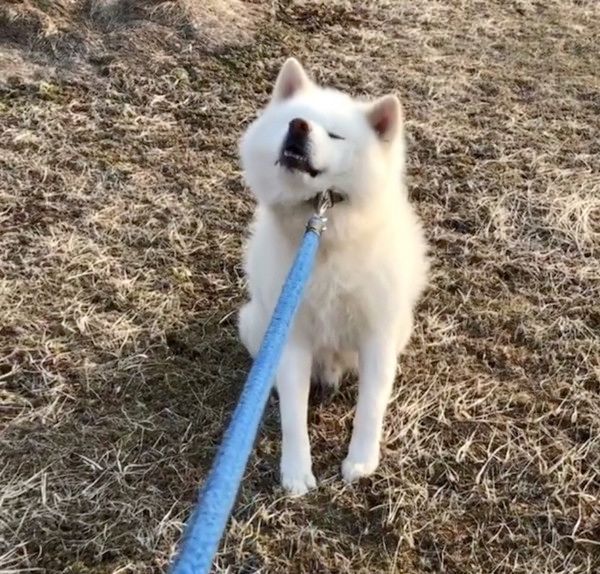 お散歩中にストライキを起こす秋田犬