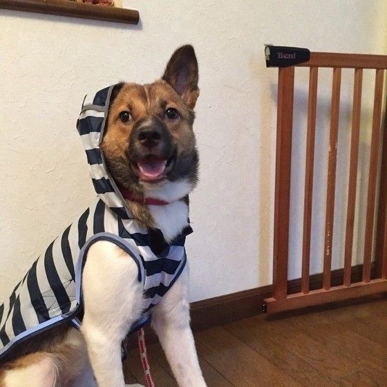 見つめる犬