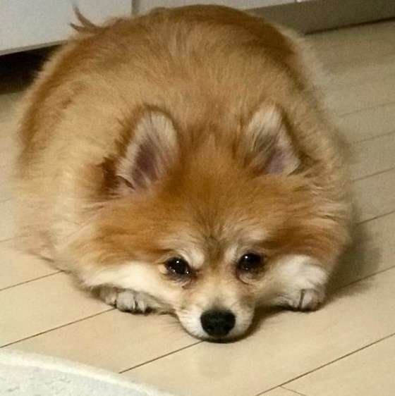ポメラニアン