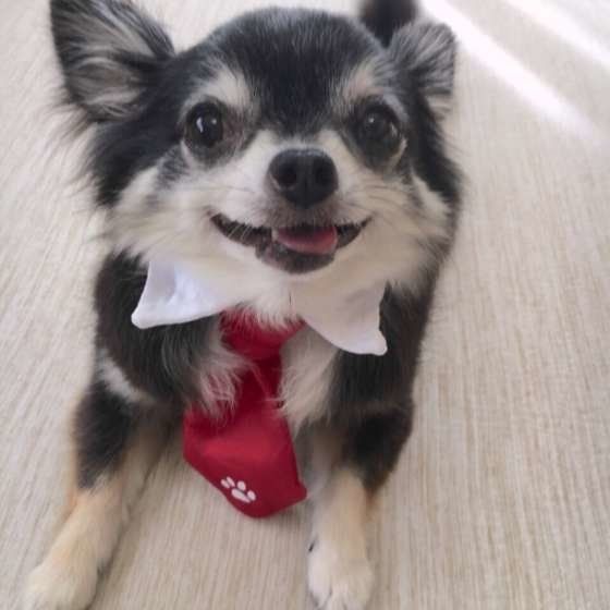 笑うチワワ