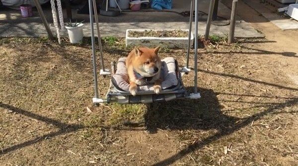 ブランコに乗る柴犬