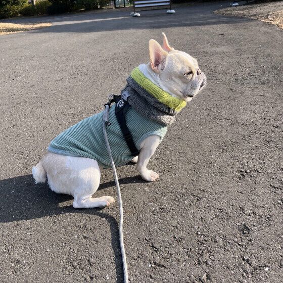 帰宅拒否するフレンチ・ブルドッグ