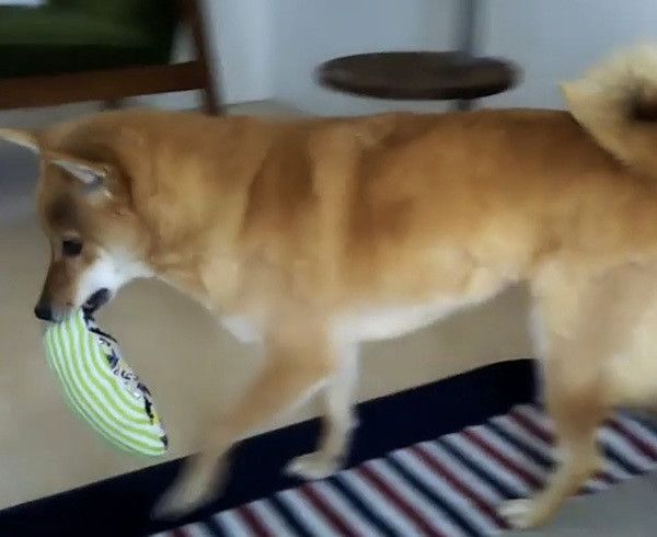 歩く柴犬