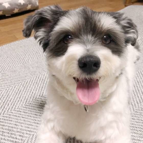 ミックス犬