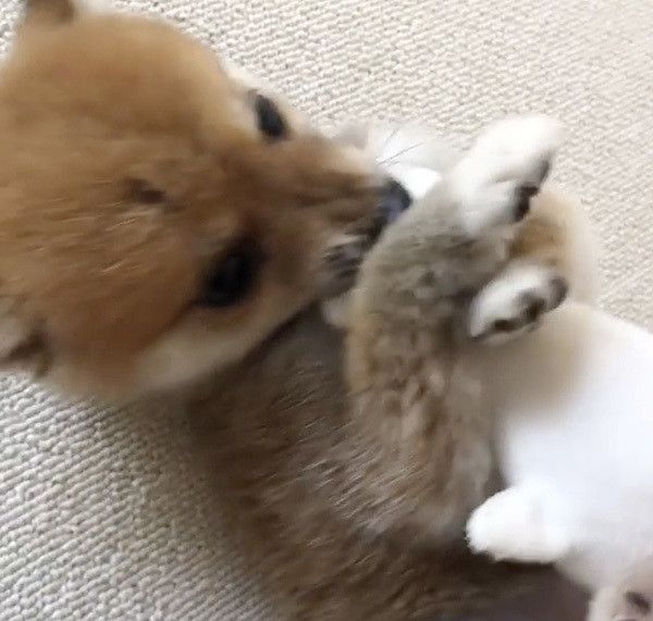 遊ぶ豆柴