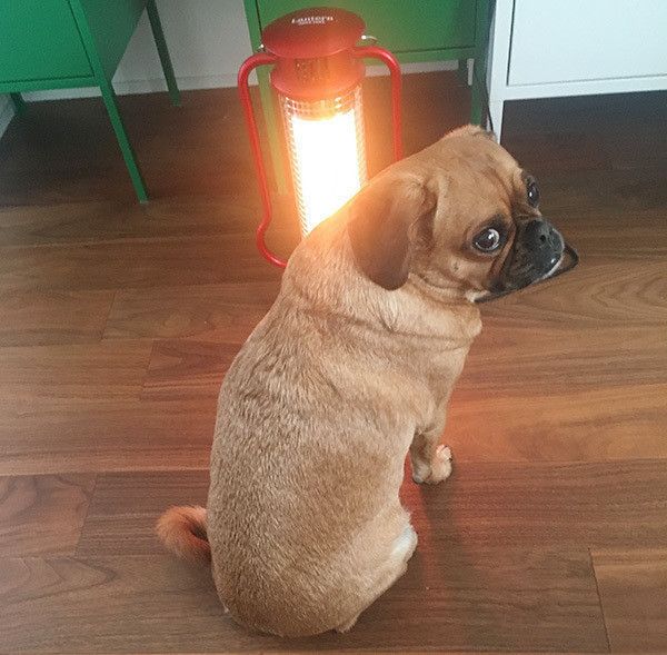 振り返る犬